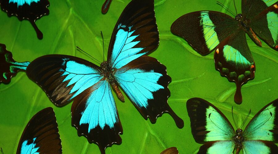 Konya Şeb-i Arus Turu