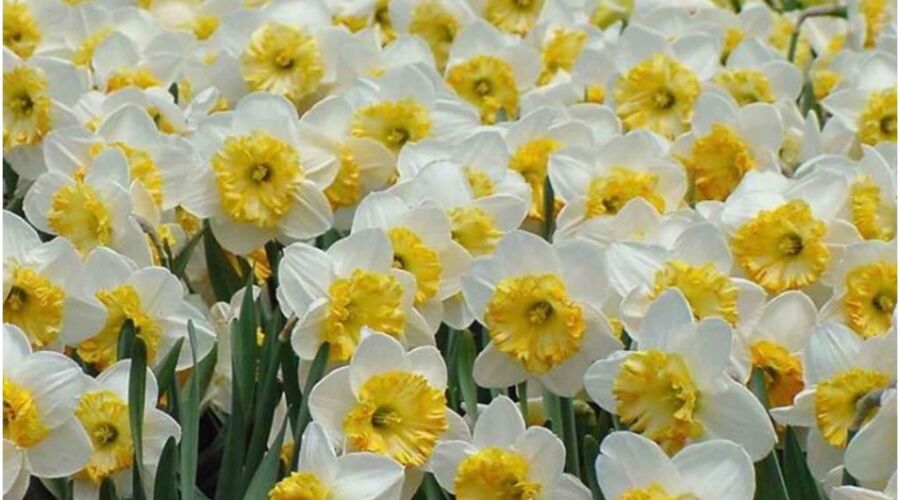 Nergis Zamanı Karaburun Turu