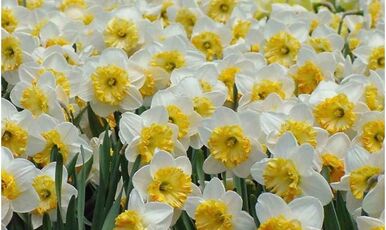 Nergis Zamanı Karaburun Turu