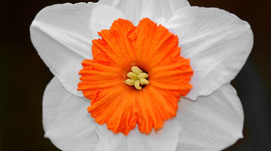 Karaburun Nergis Festivali