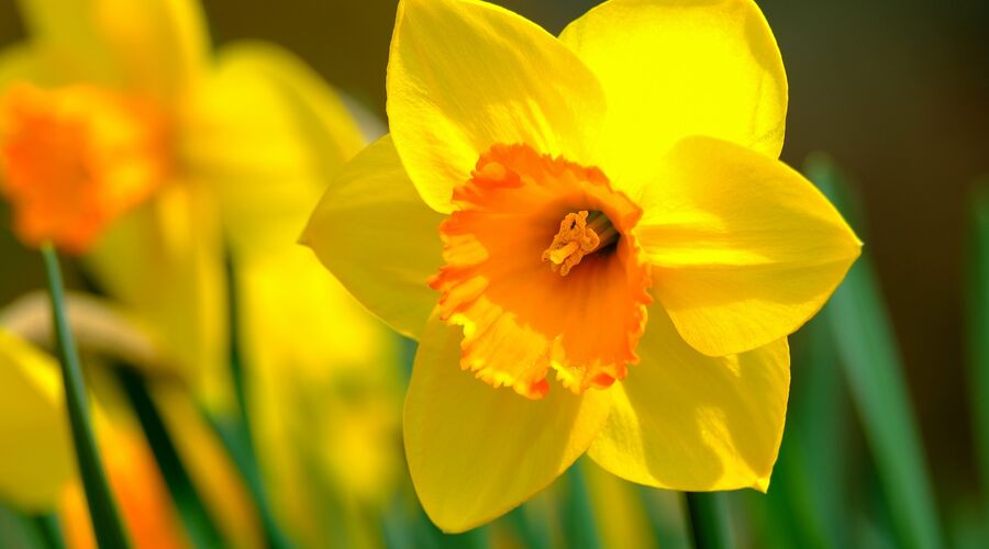 Karaburun Nergis Festivali