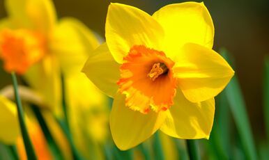 Karaburun Nergis Festivali