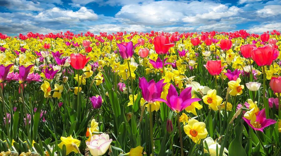 Karaburun Nergis Festivali