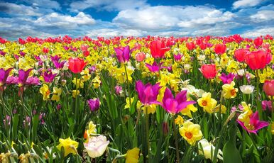 Karaburun Nergis Festivali