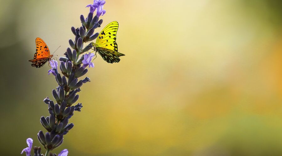 Lavanta Hasadı Turu