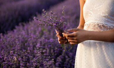 Lavanta Hasadı Turu