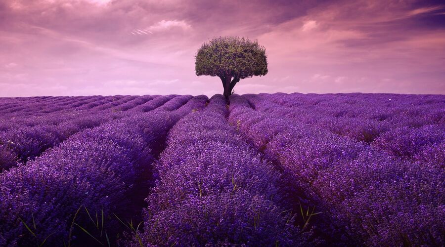 Lavanta Hasadı Turu