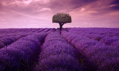 Lavanta Hasadı Turu